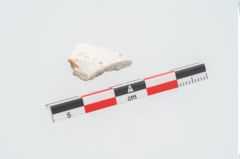 Foto von Beingriffplatte (NHMW-PRAE-026173)